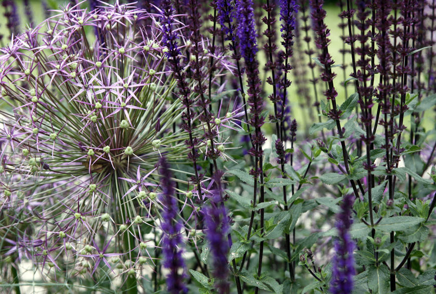 allium and salvia mix combine in this greencube garden design in sevenoaks, kent