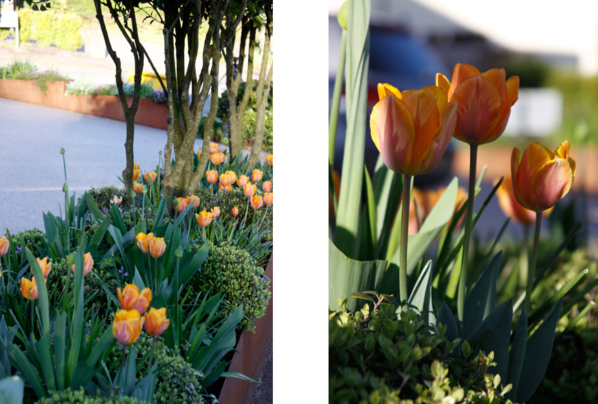 repeat planting throughout