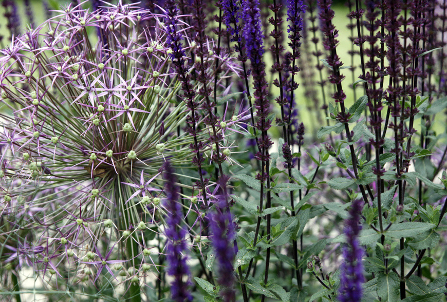 allium and salvia mix combine in this greencube garden design in sevenoaks, kent