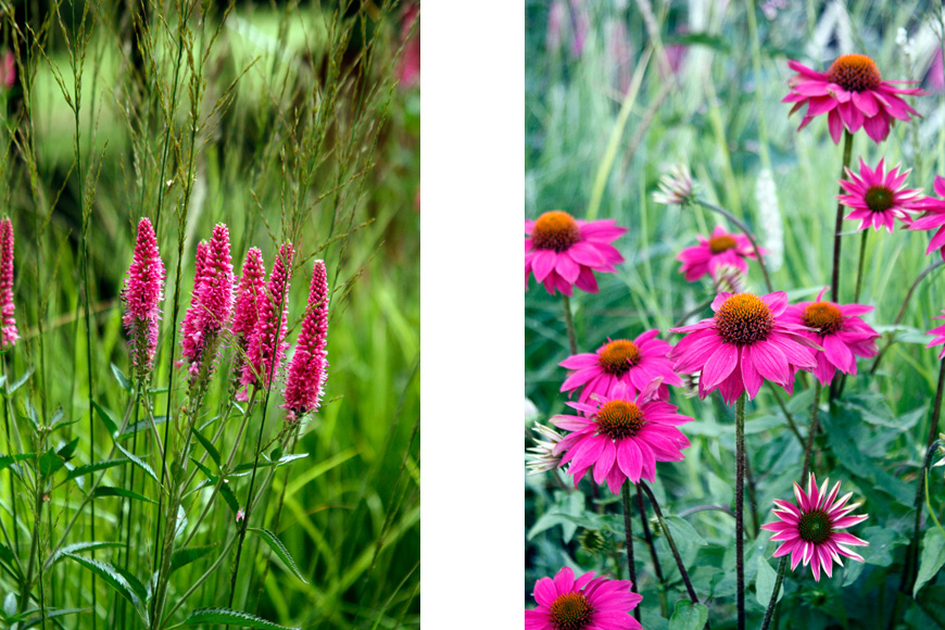 Its all about pink in this Sundridge, Kent, planting scheme