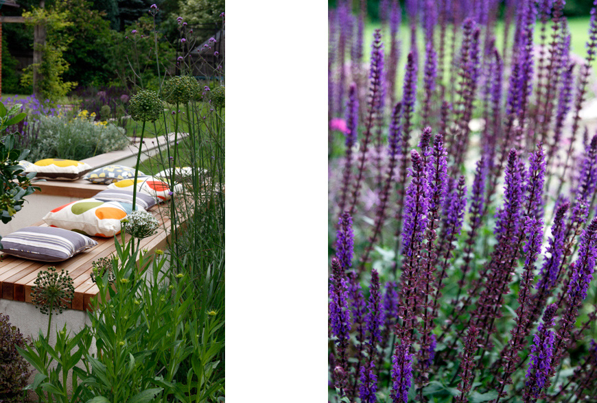 purple and yellow themed planting scheme by greencube garden design in sevenoaks, kent
