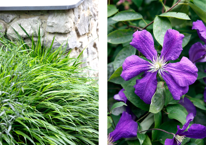 clematis jackmanii and hakonechloa soften the ragstone walls in this greencube garden in sevenoaks kent