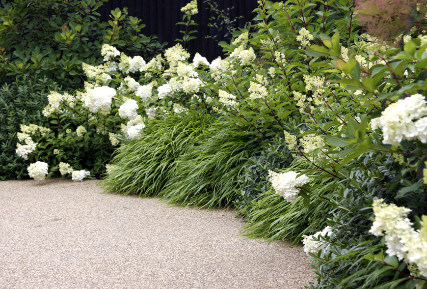 a greenube favourite hydrangea paniculata, planted within hakonechloa, surrounding the resin bound gravel driveway, sevenoaks, kent, greencube garden design