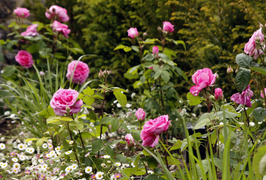 gertrude jekyll rose in sevenoaks, kent front garden by greencube